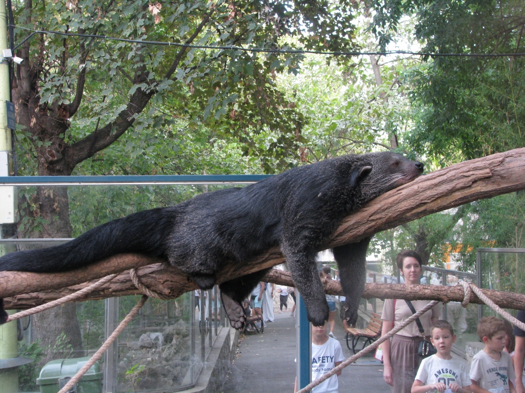 Binturong
