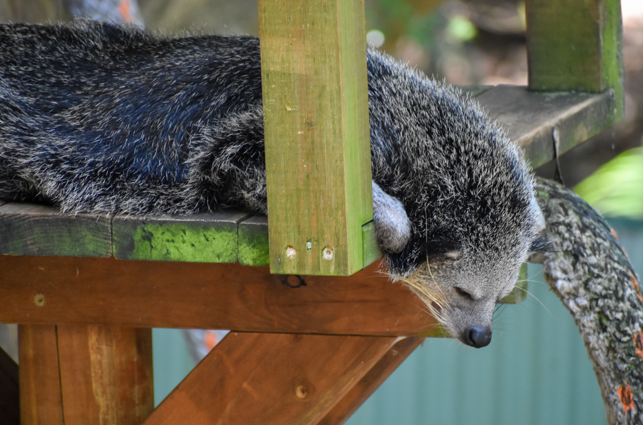 Binturong