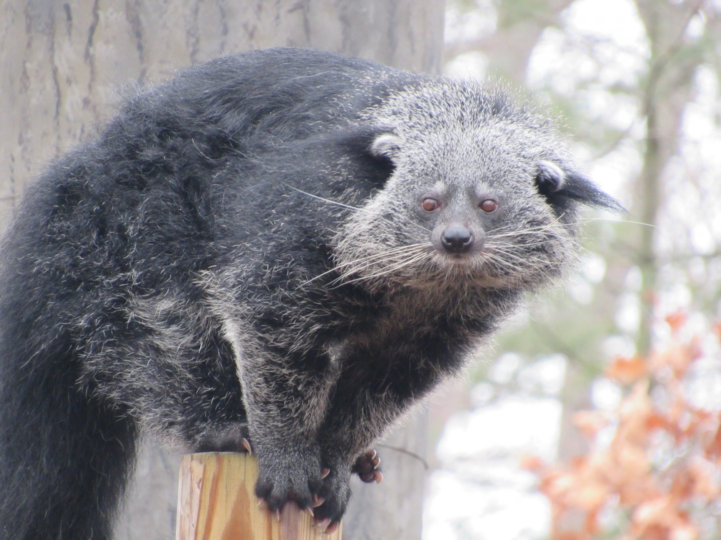 Binturong