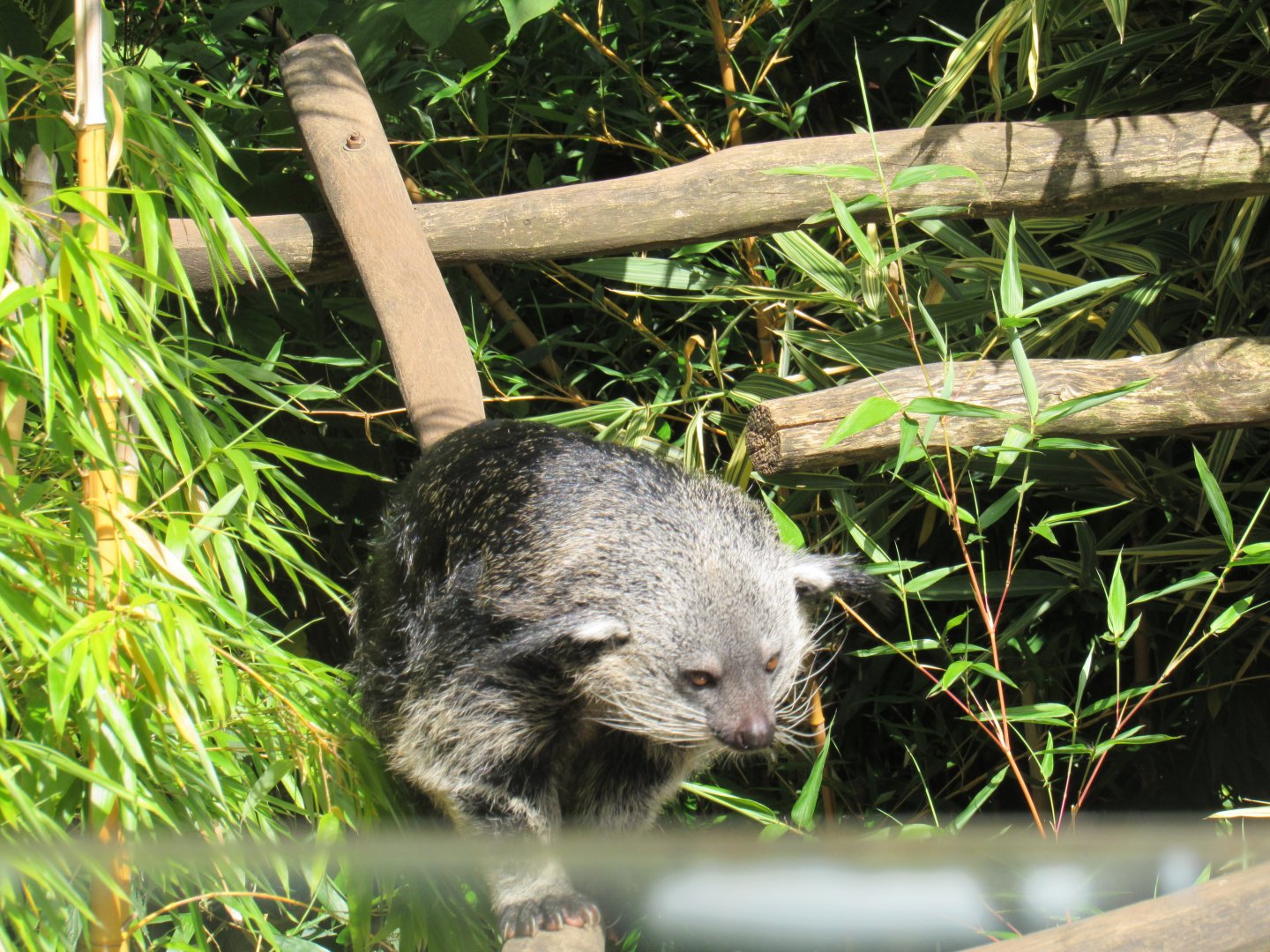 Binturong