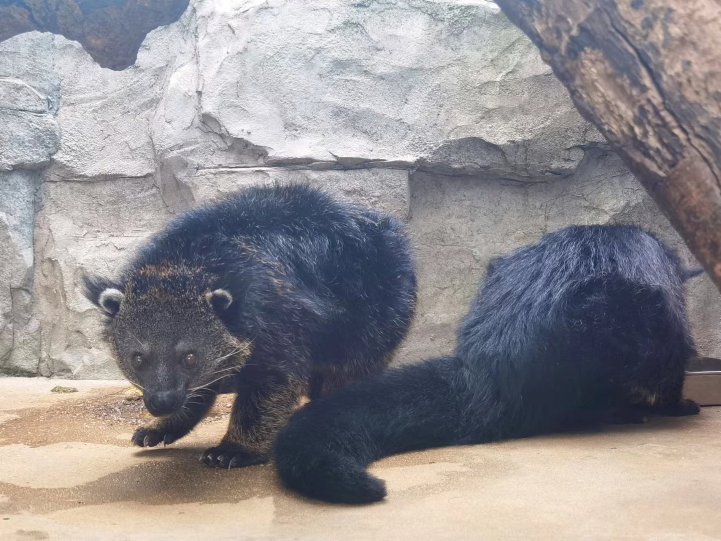 Binturong