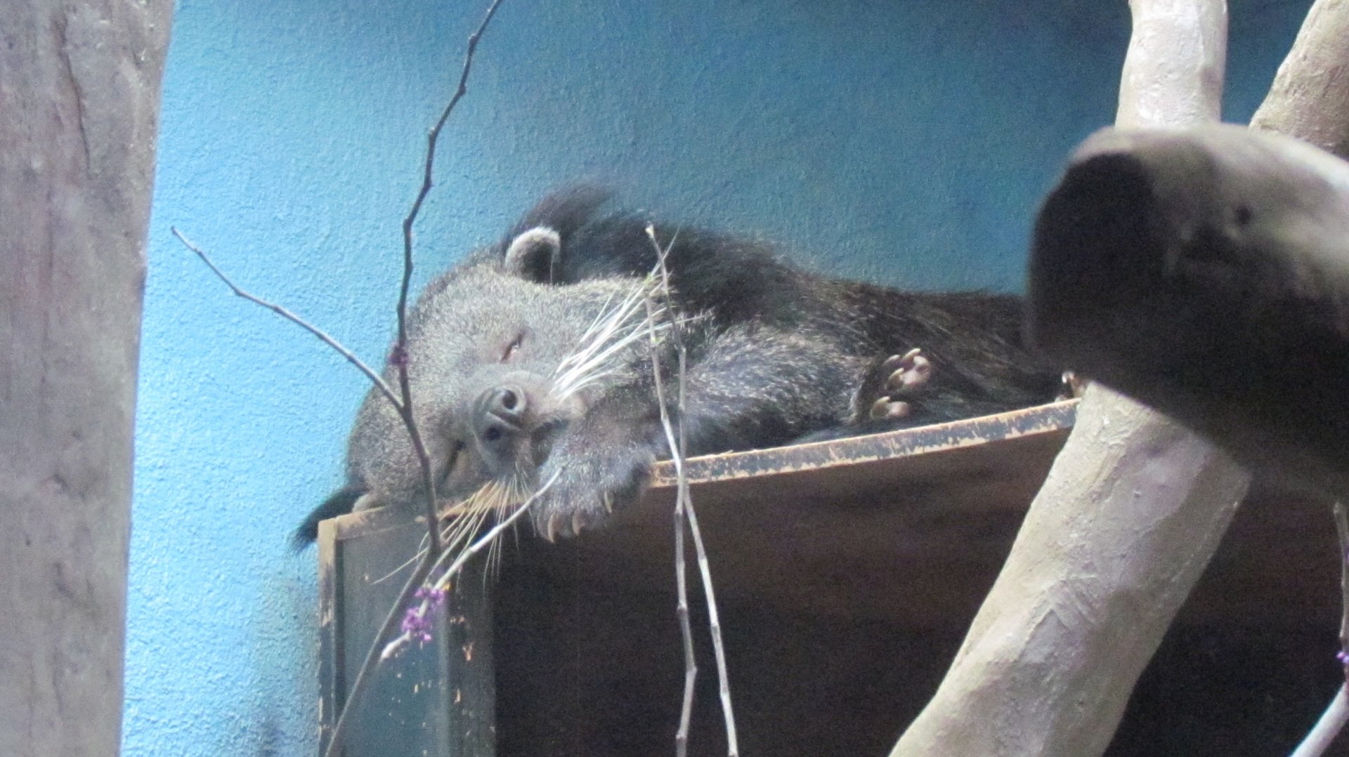Binturong