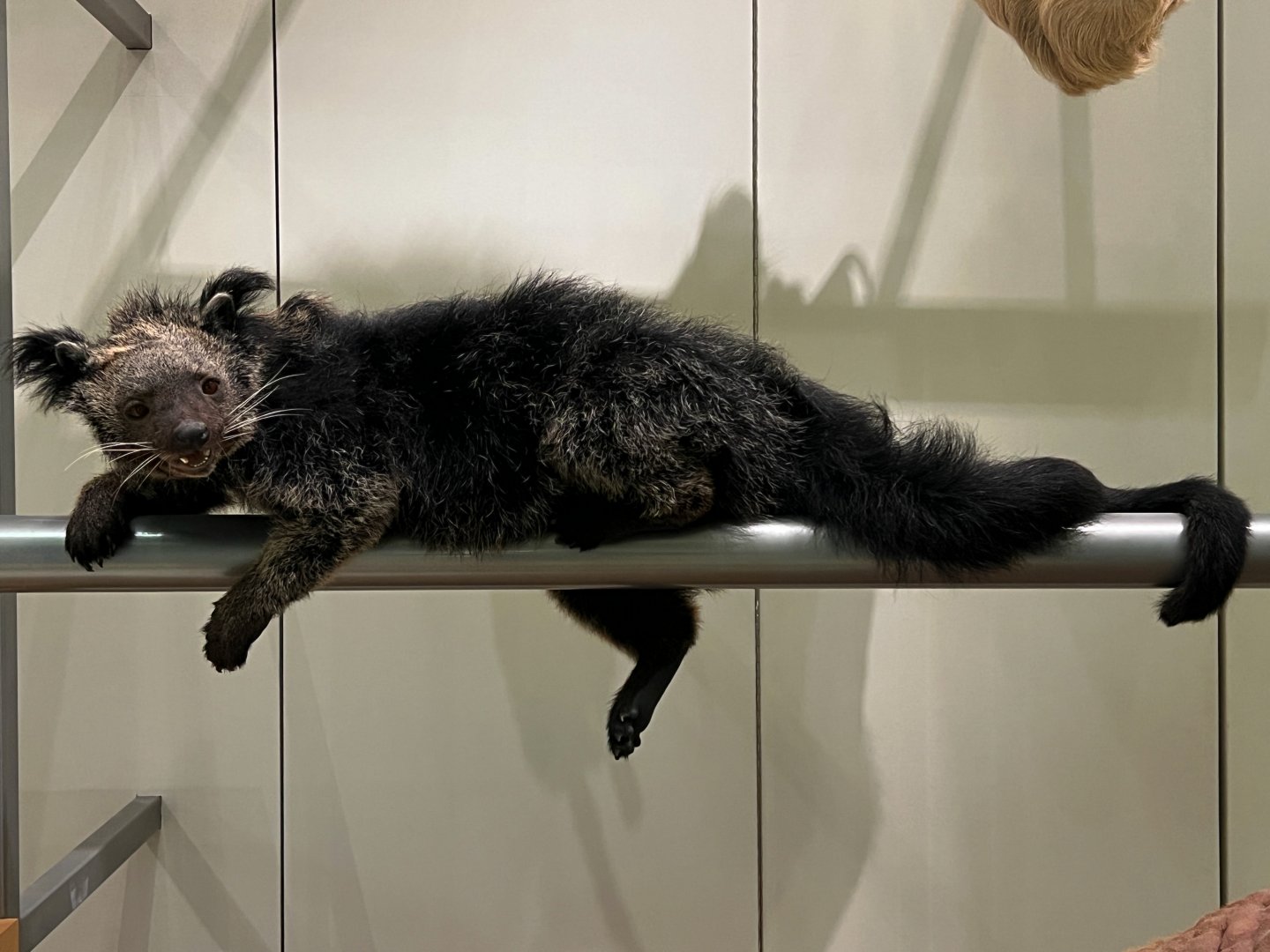Binturong