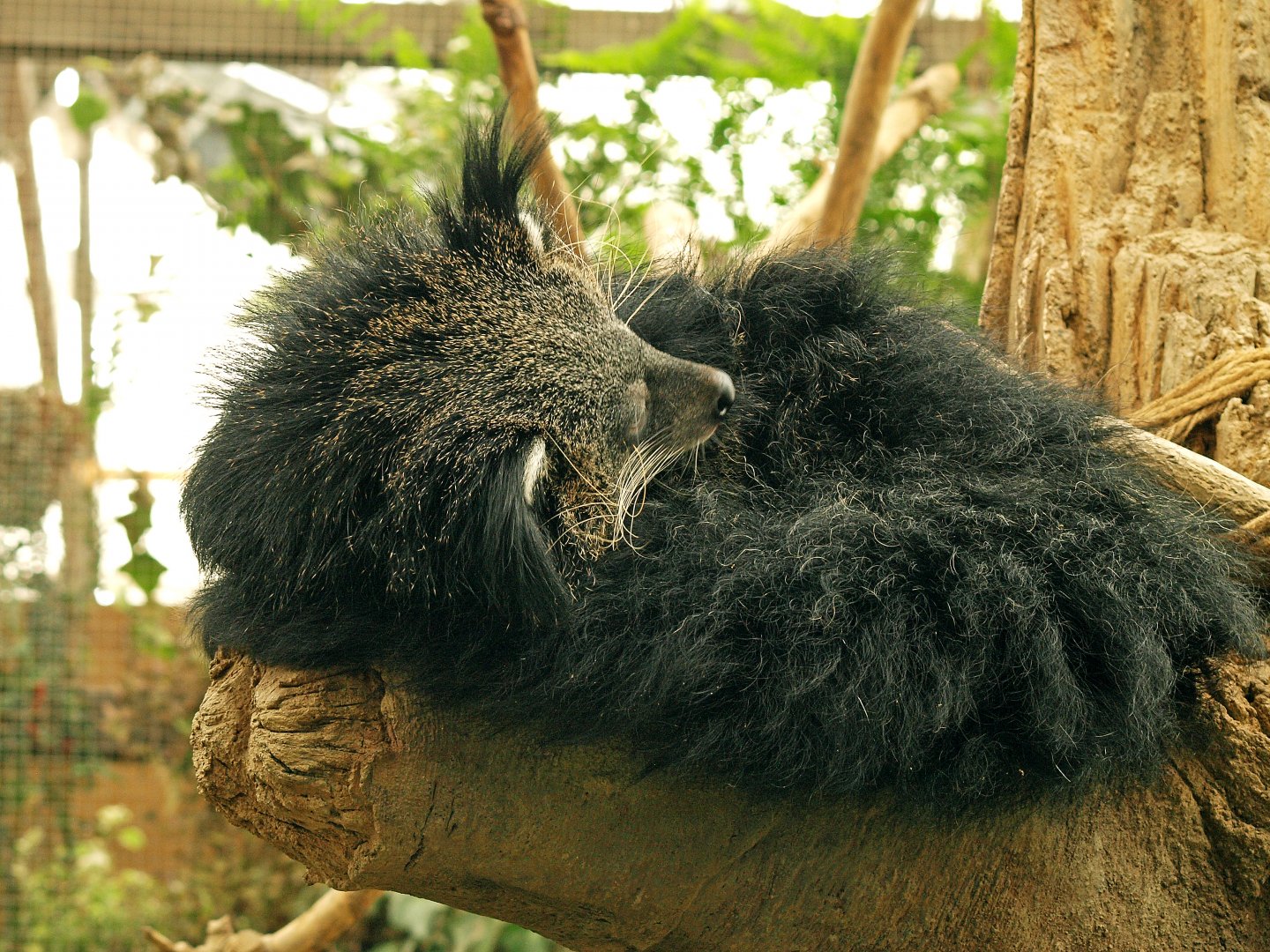 Binturong