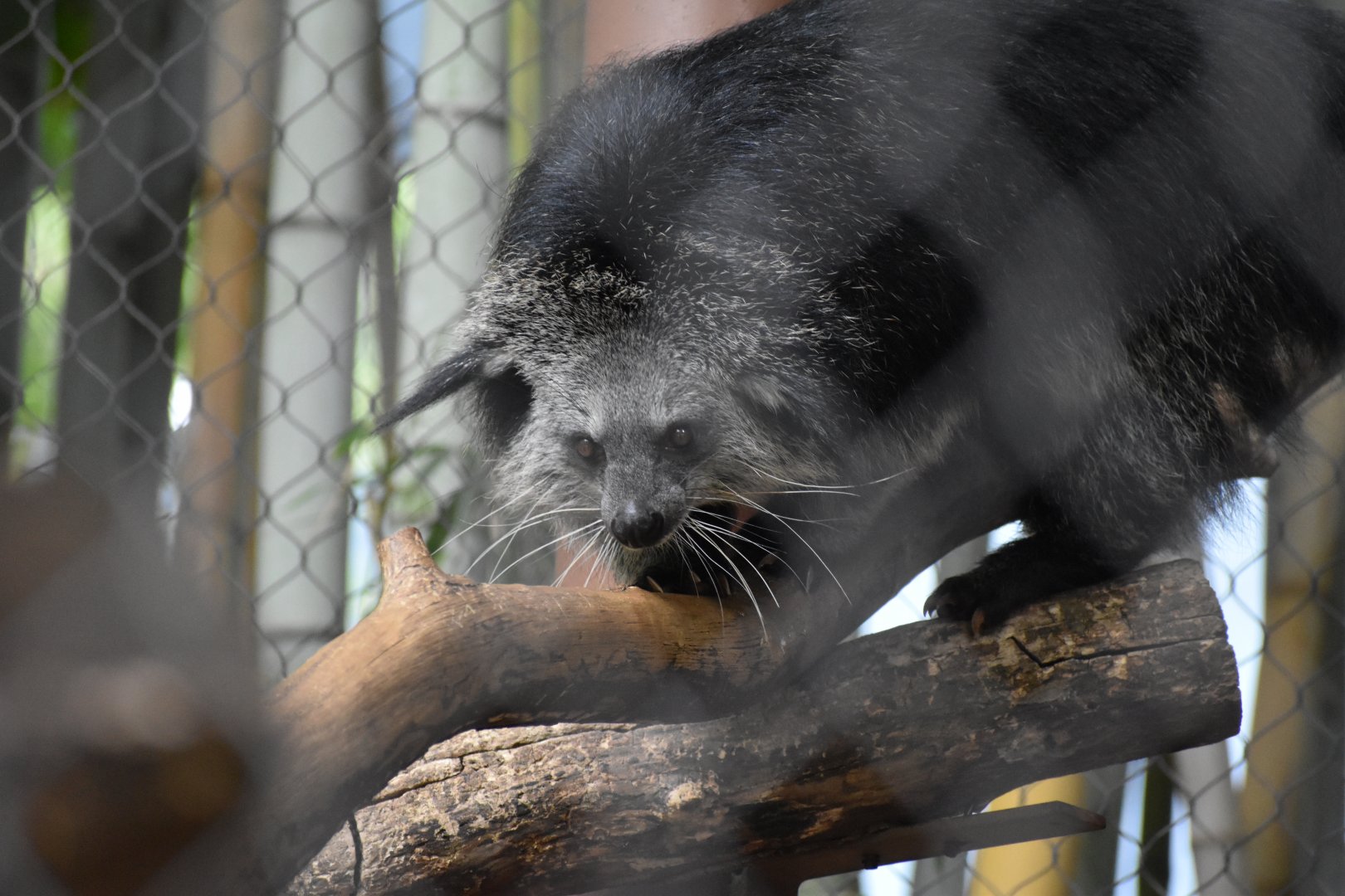 Binturong