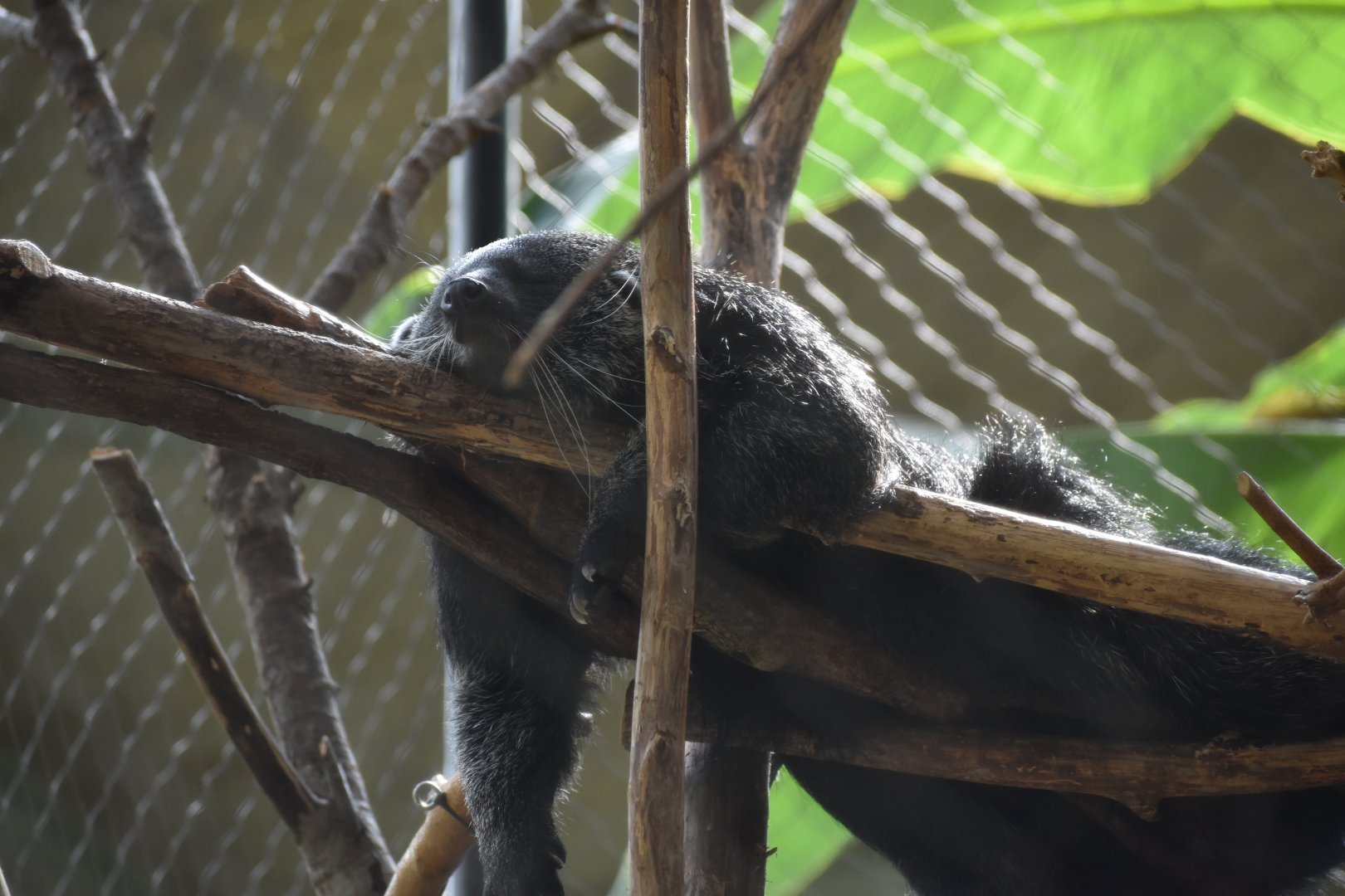 Binturong