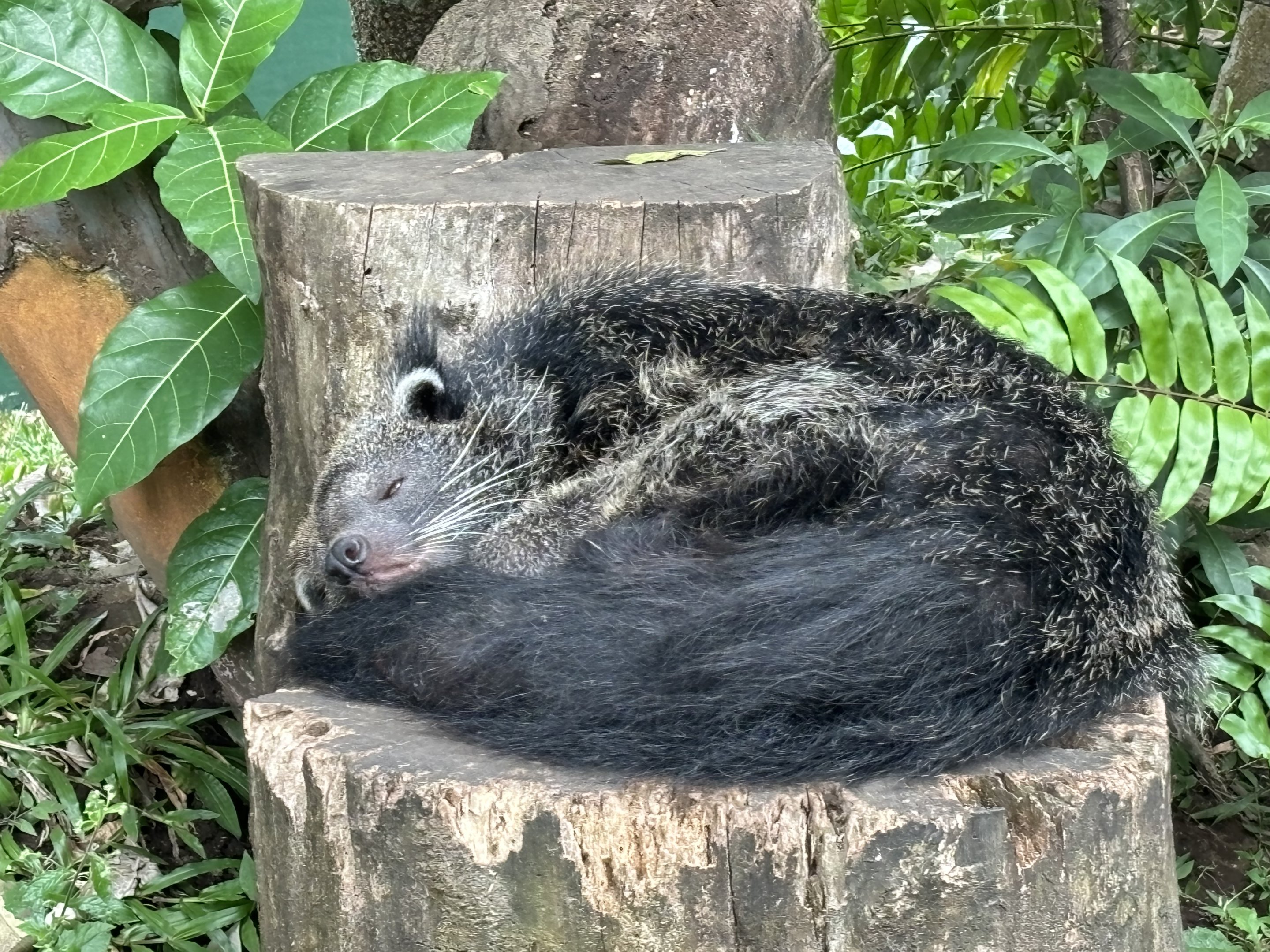 Binturong