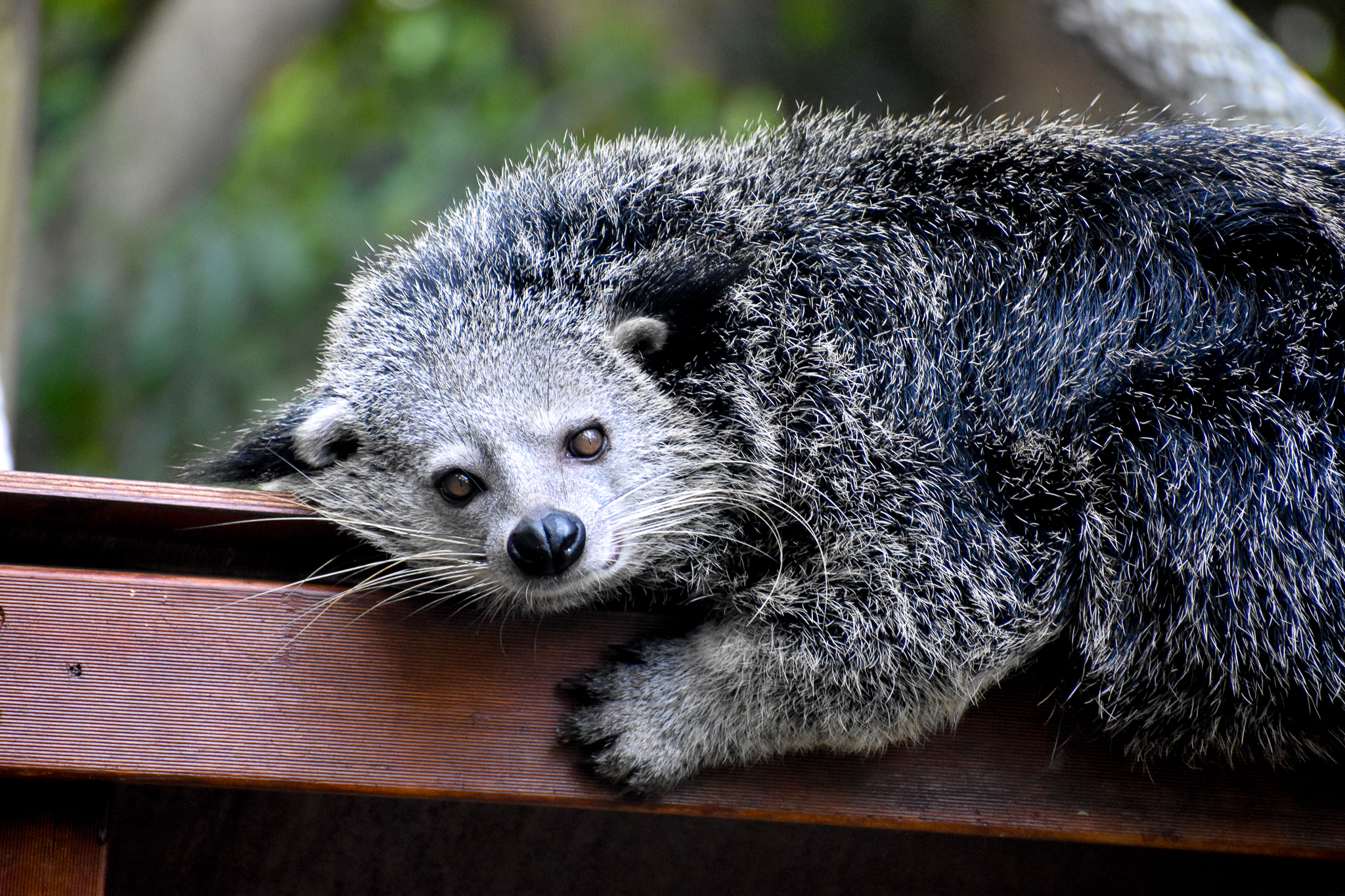 Binturong