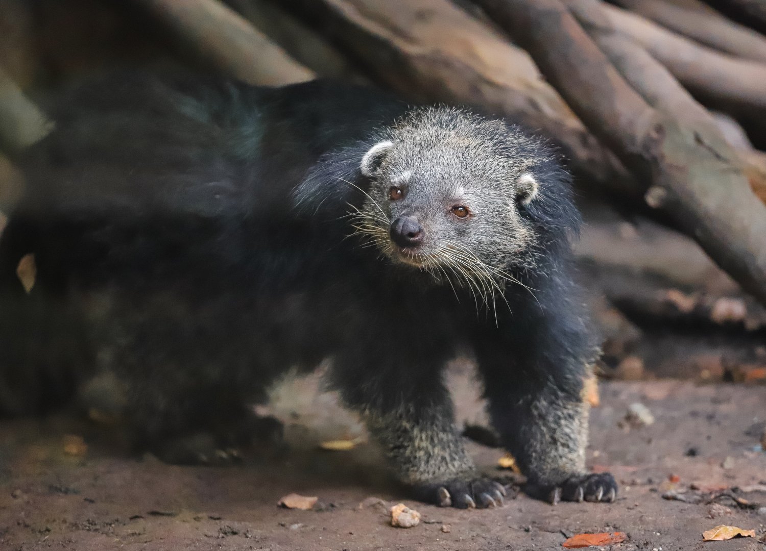 Binturong