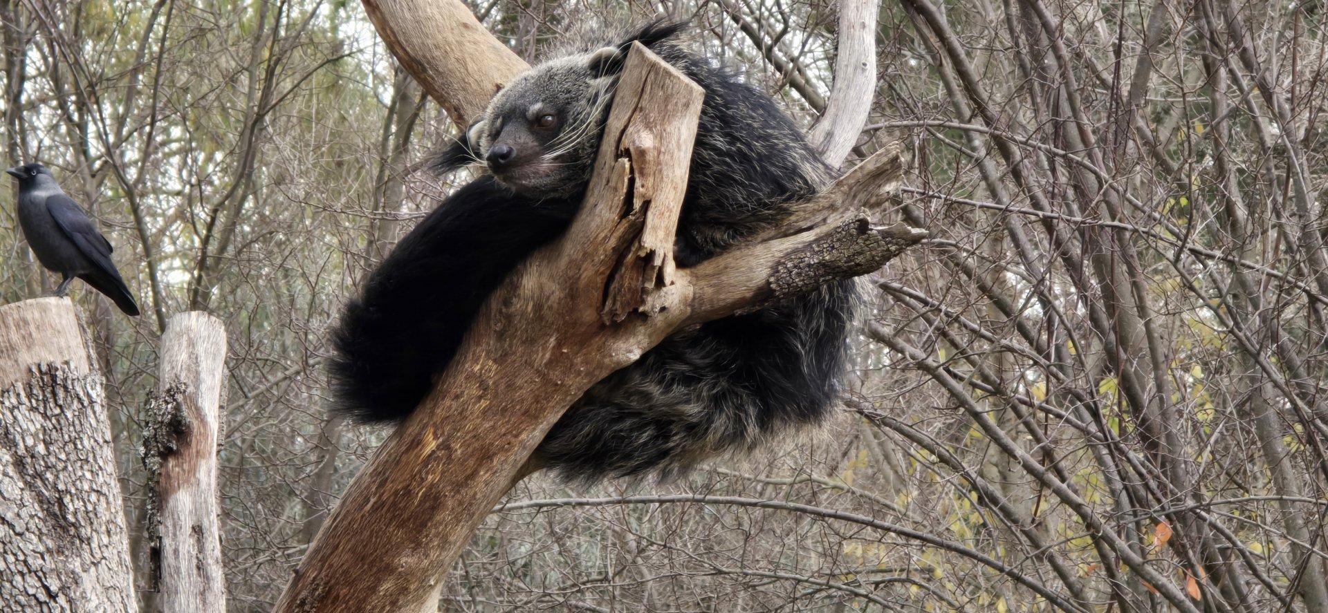 Binturong