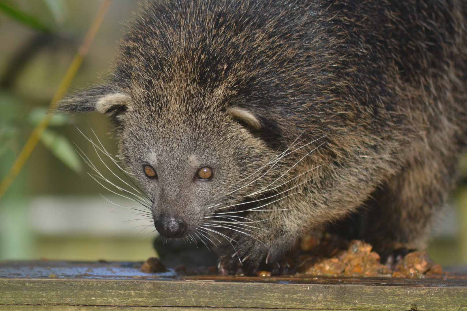 Binturong