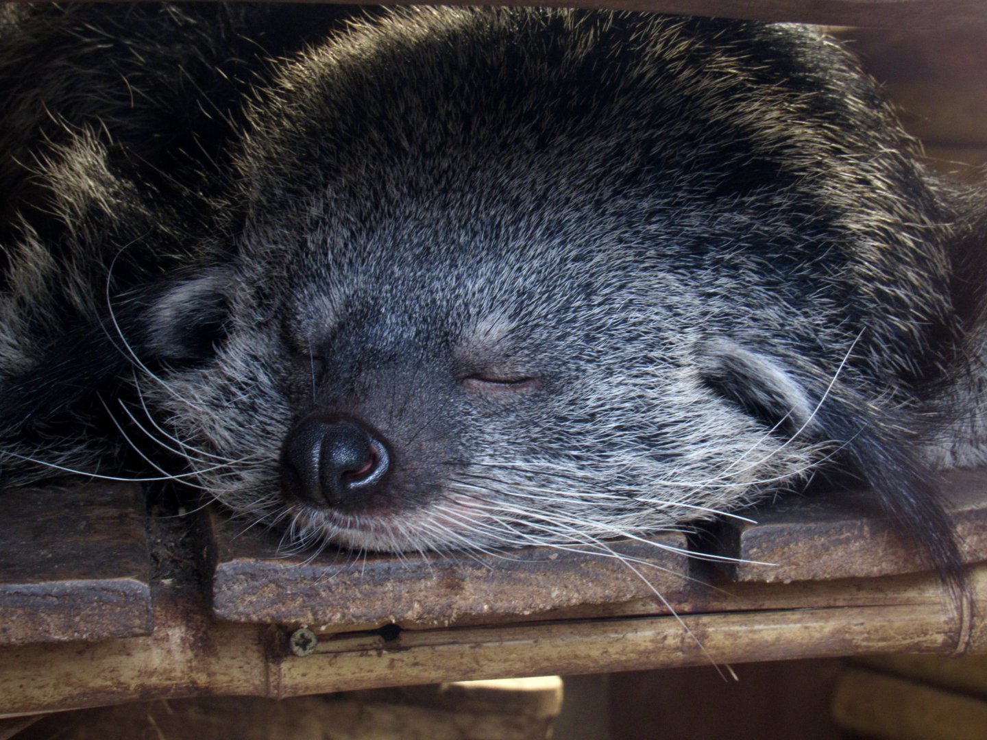 Binturong