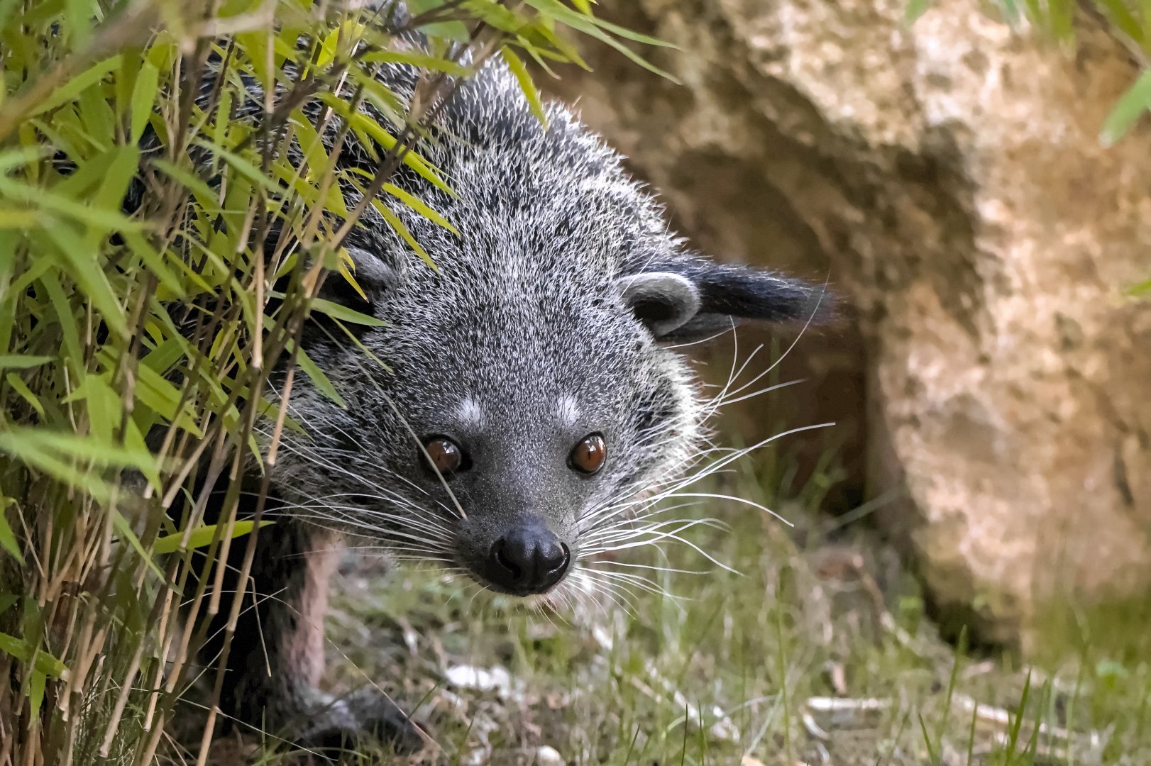 Binturong