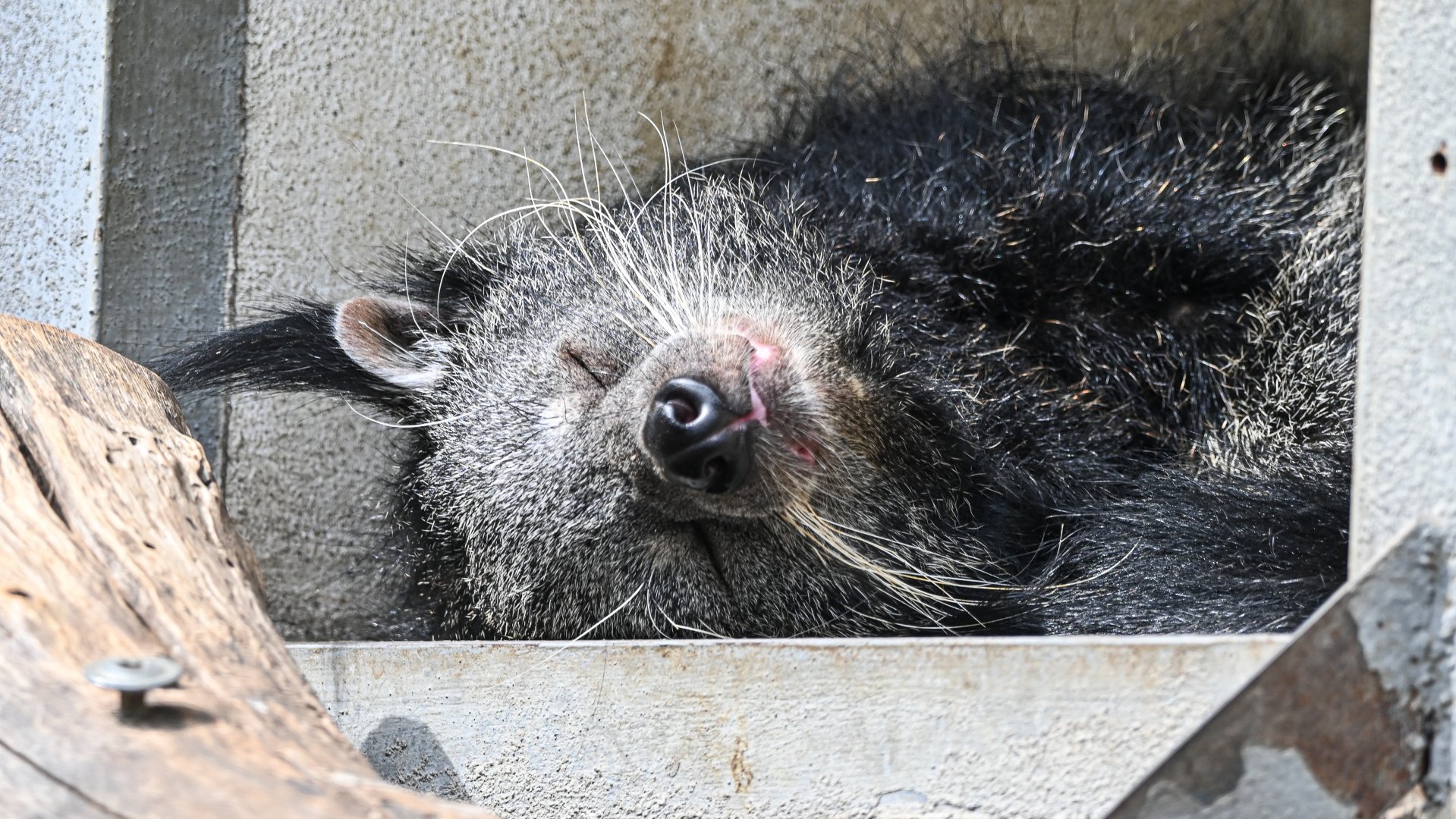 Binturong