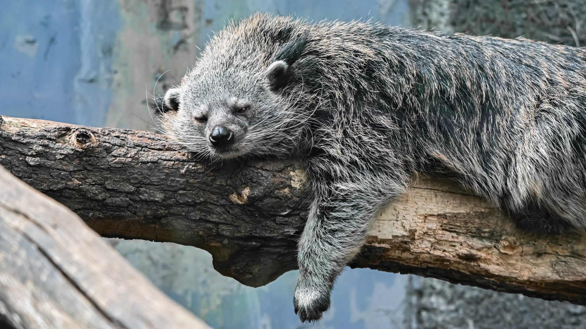 Binturong