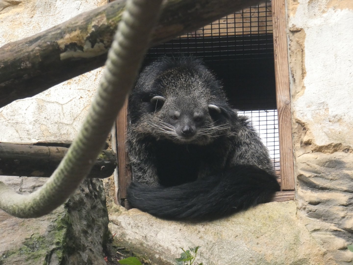 Binturong