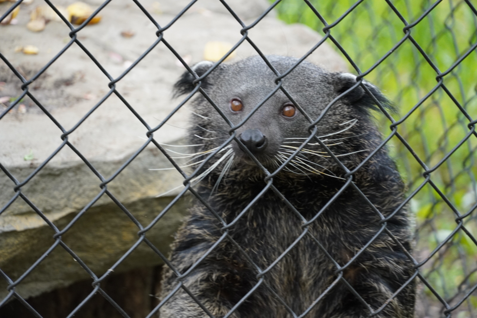 Binturong