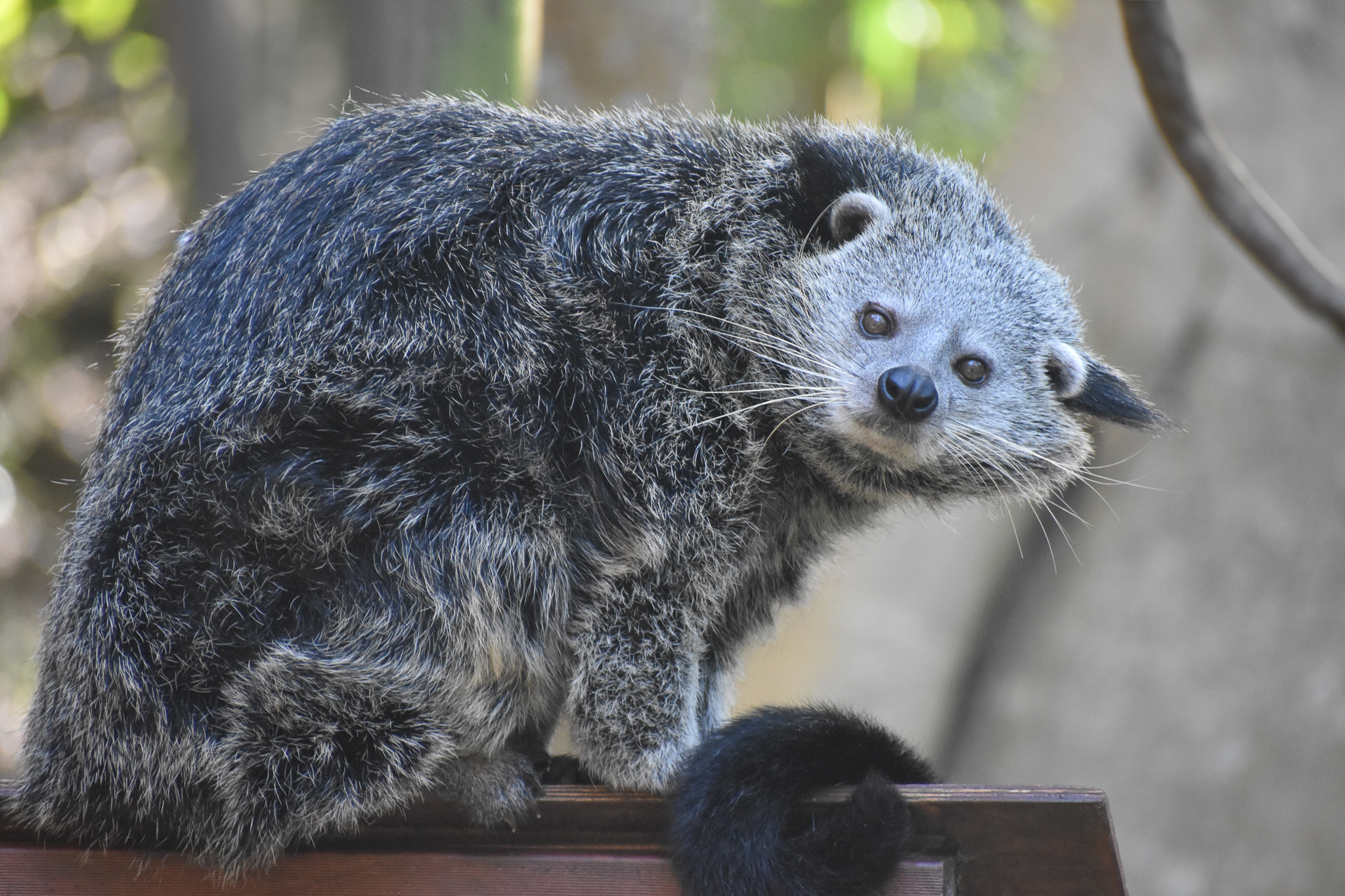 Binturong