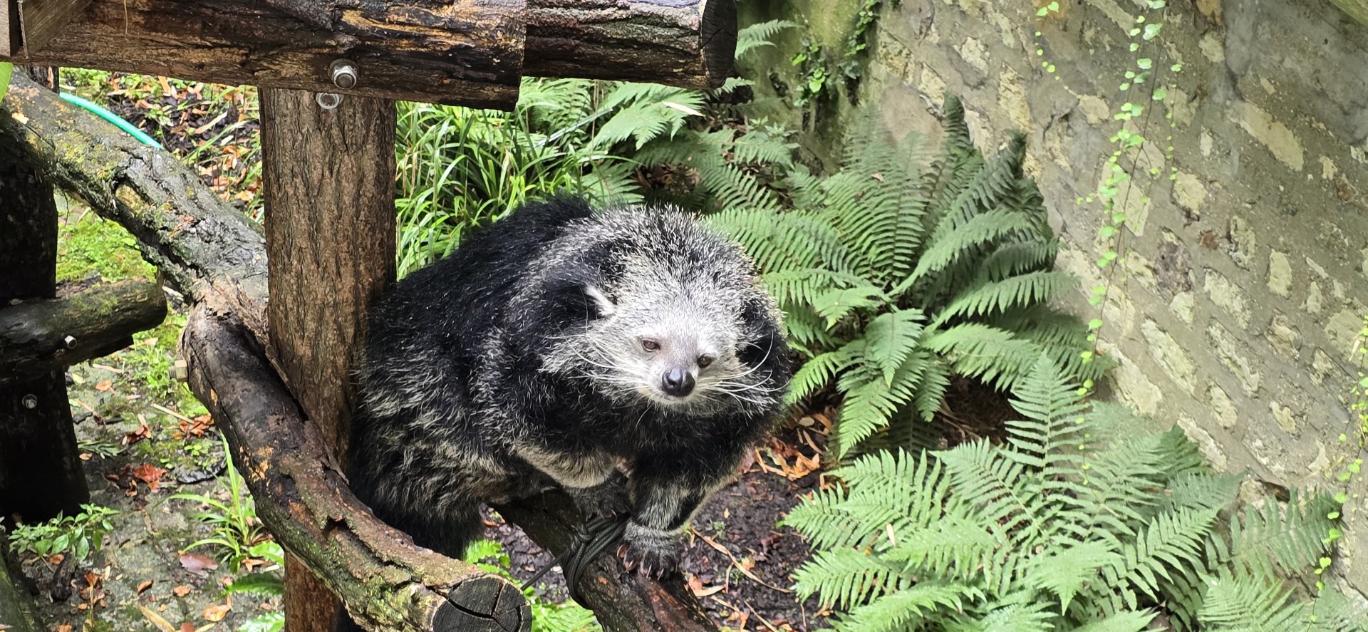 Binturong