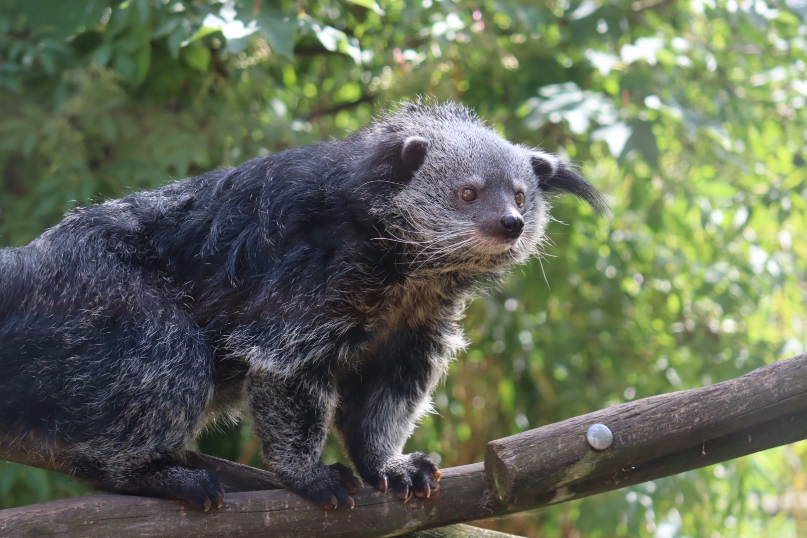 Binturong