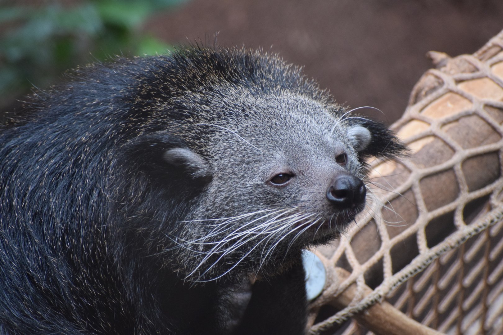 Binturong