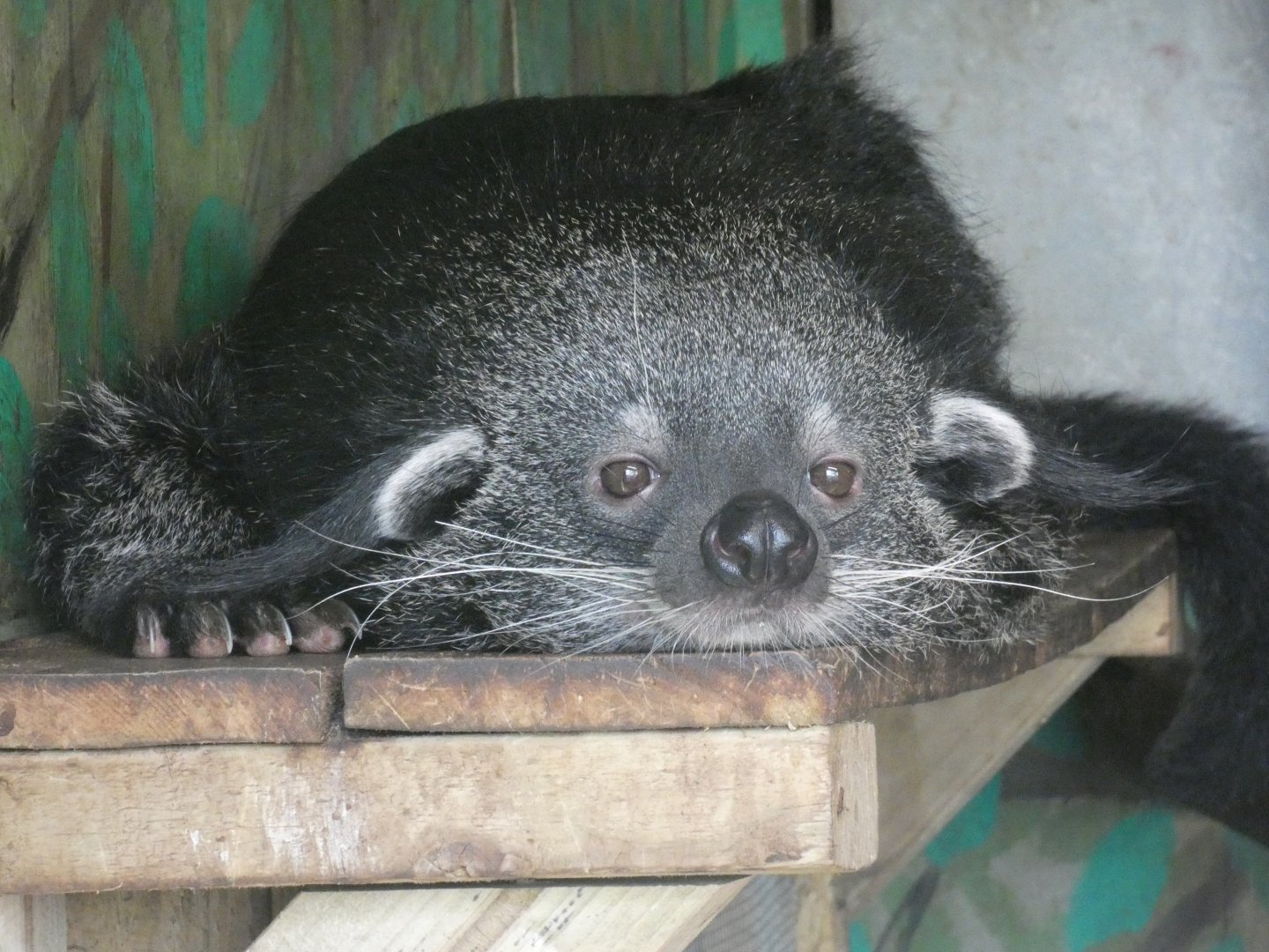 Binturong
