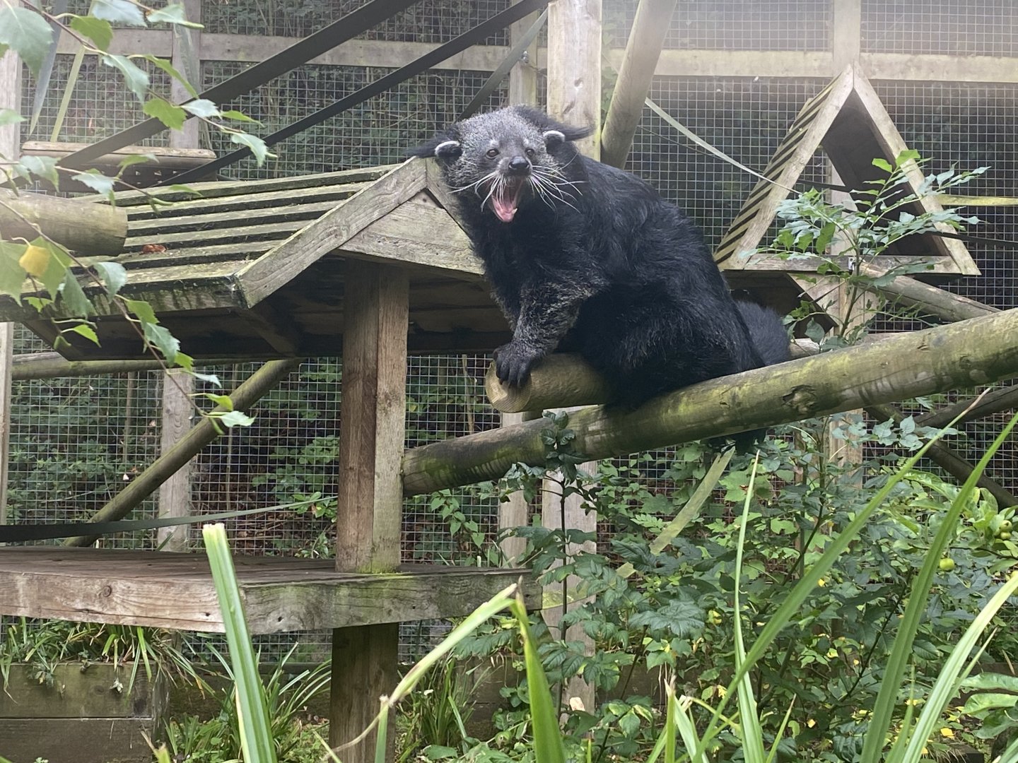 Binturong