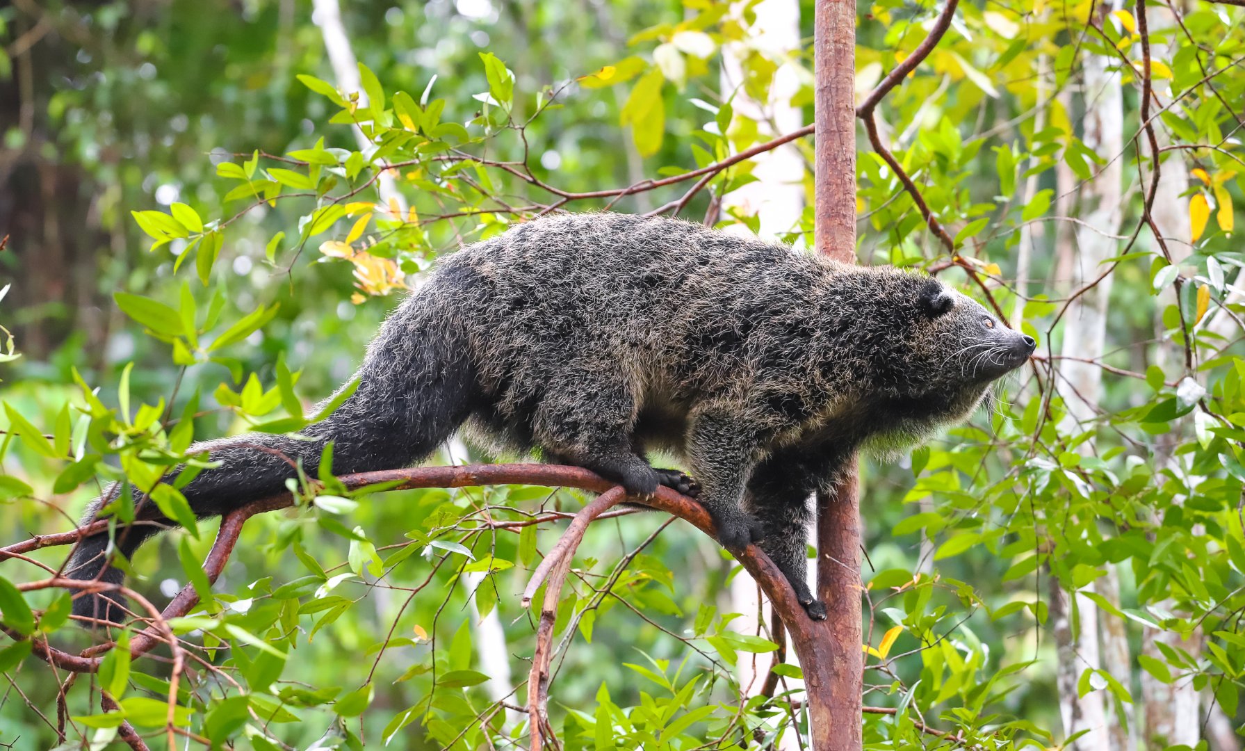 Binturong