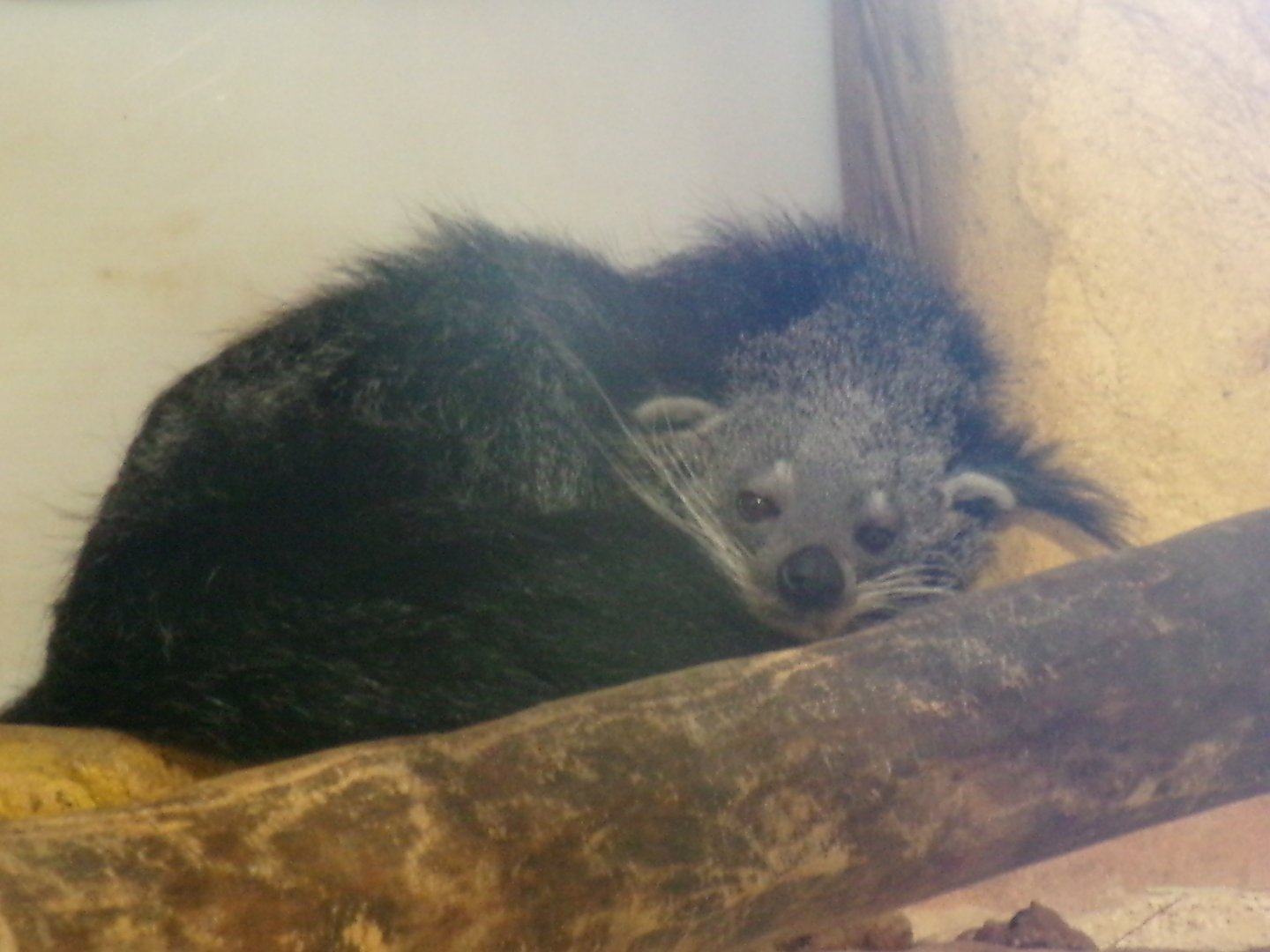 Binturong