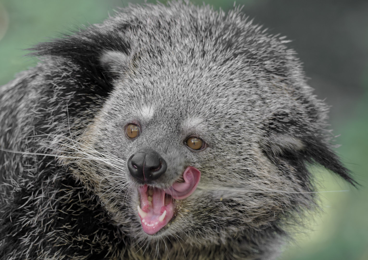 Binturong
