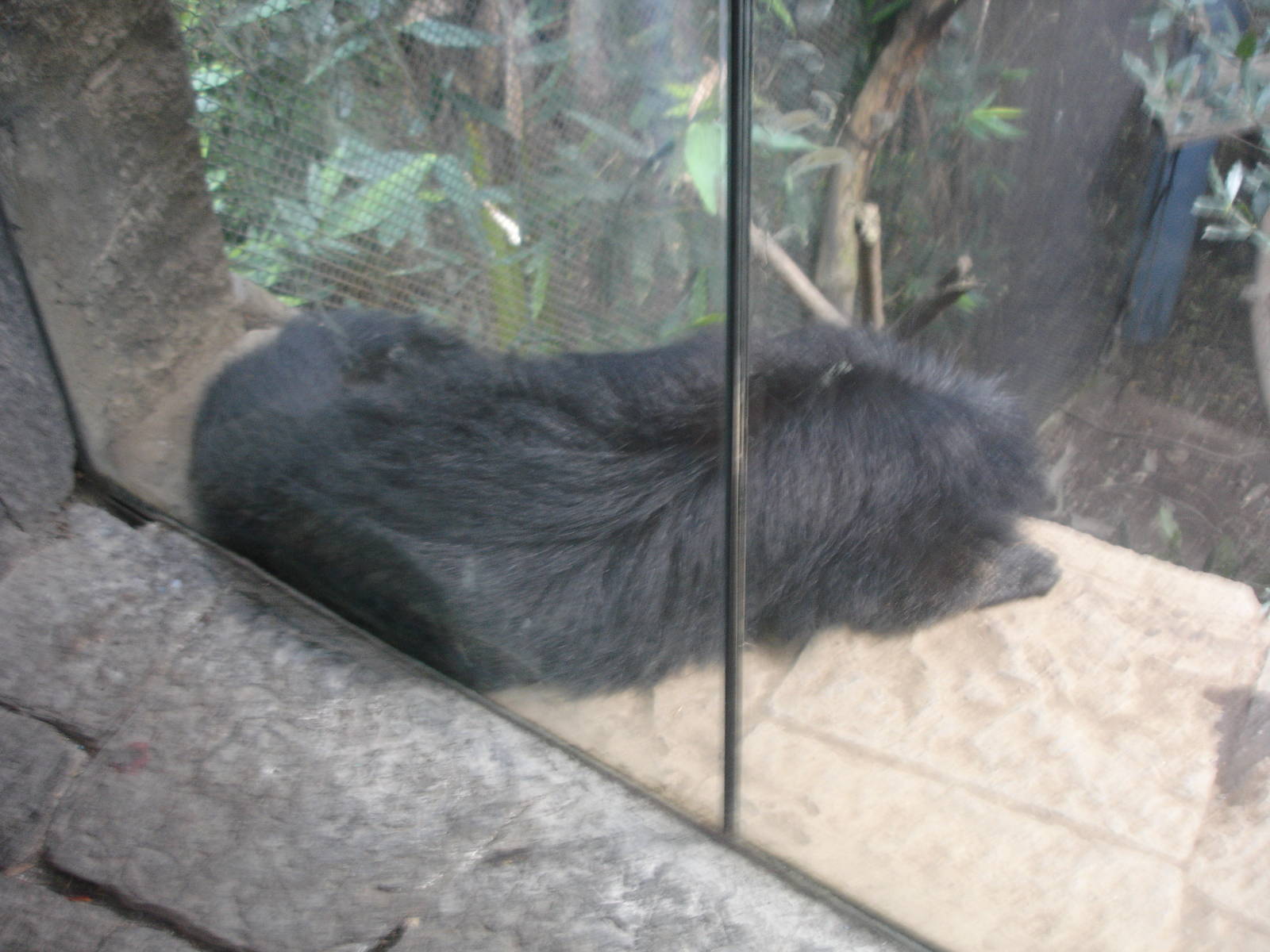 Binturong