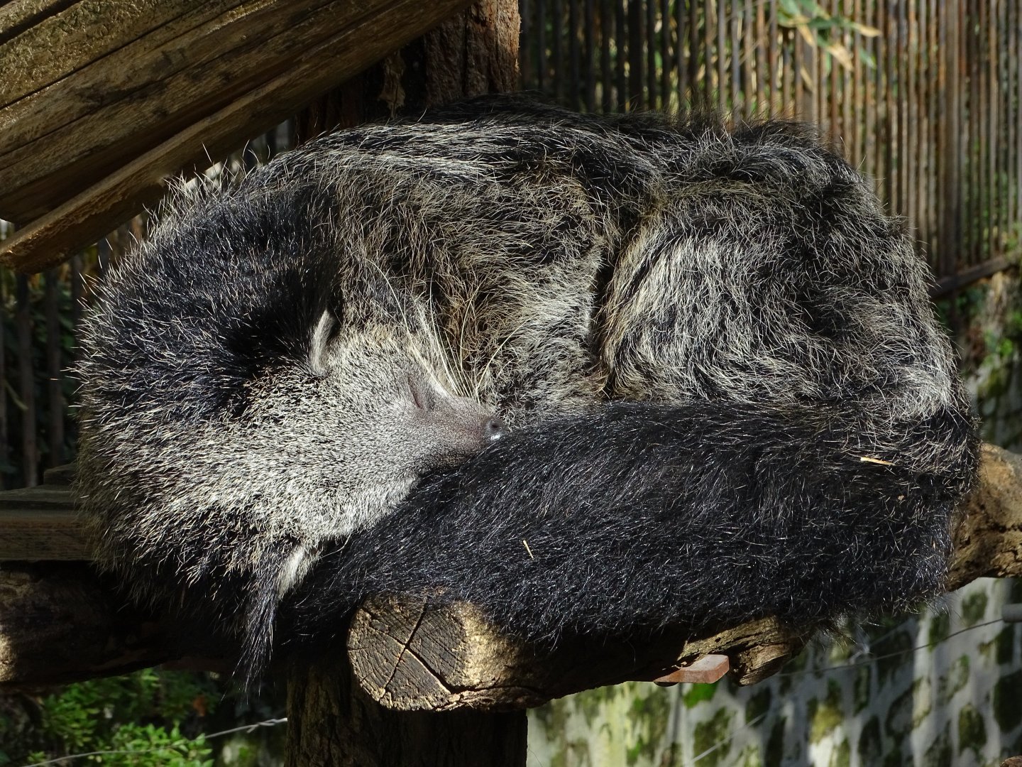 Binturong