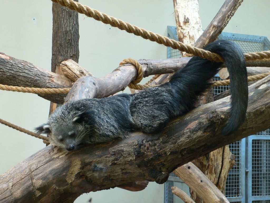 Binturong