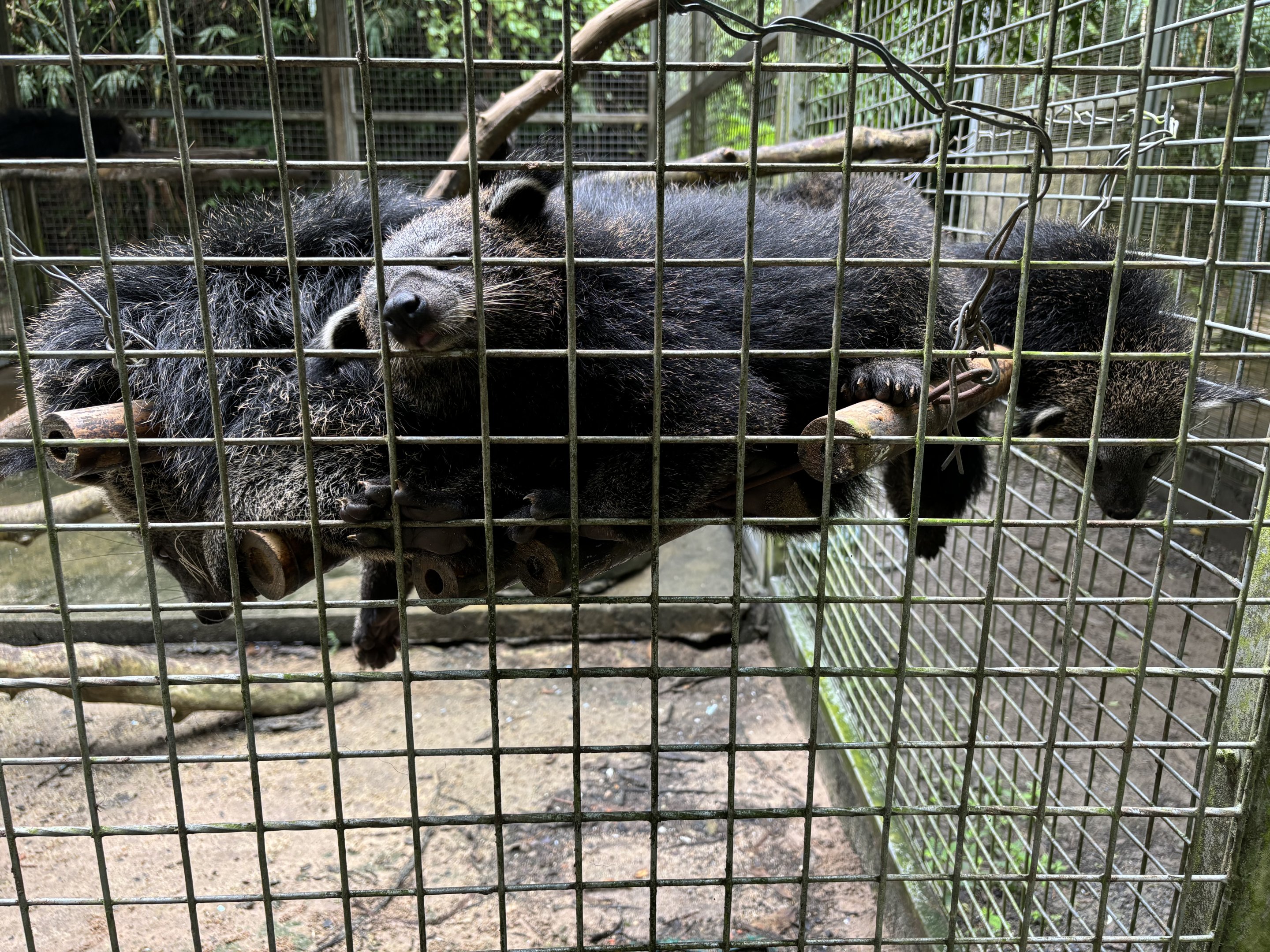 Binturongs - 4 piled together