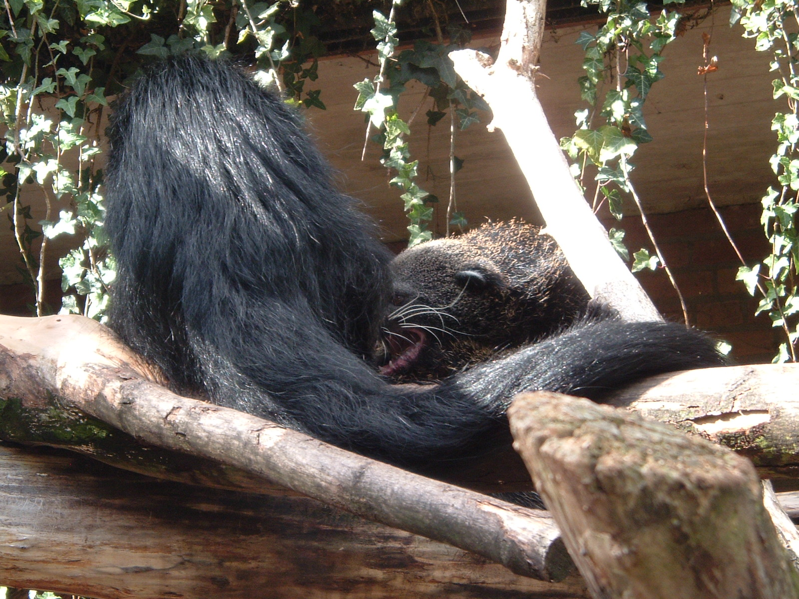 Binturongs at Artis Zoo, 2006