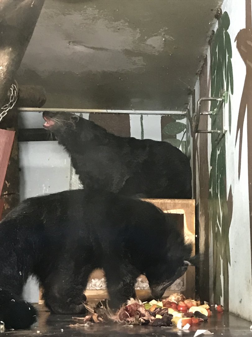 Binturongs at feeding time