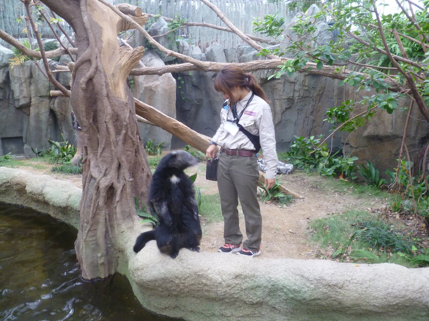 Binturongs being fed and trained Kobe animal kingdom 2016