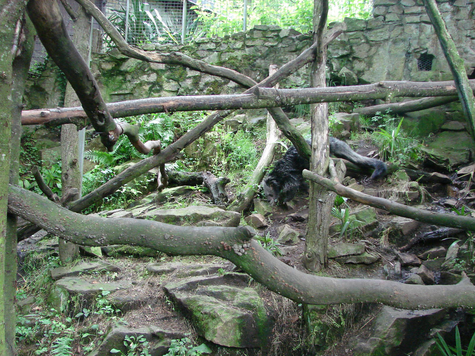 Binturongs exhibit