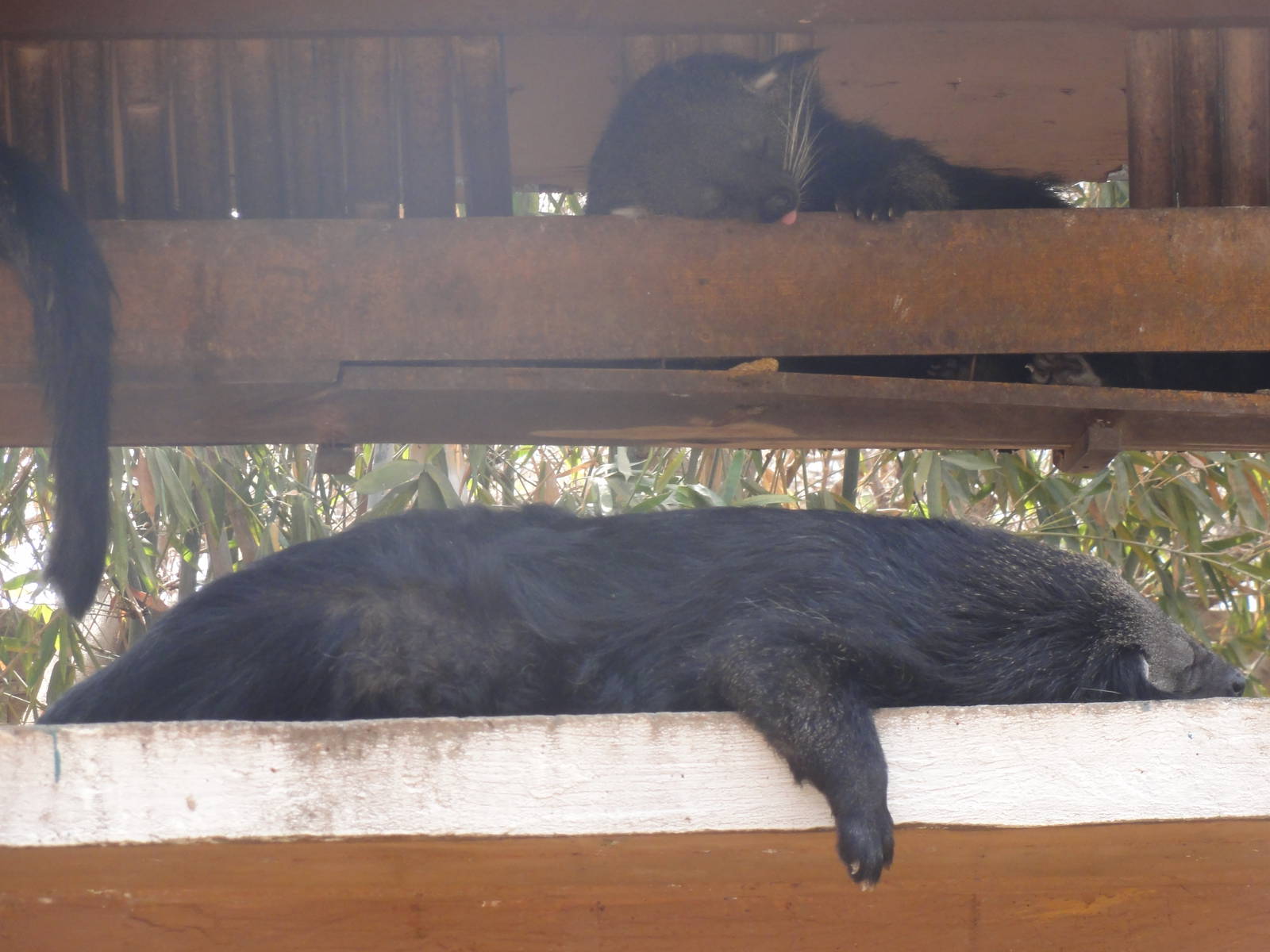 Binturongs