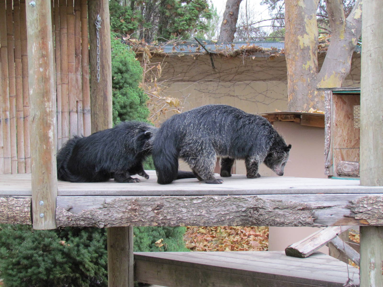 Binturongs