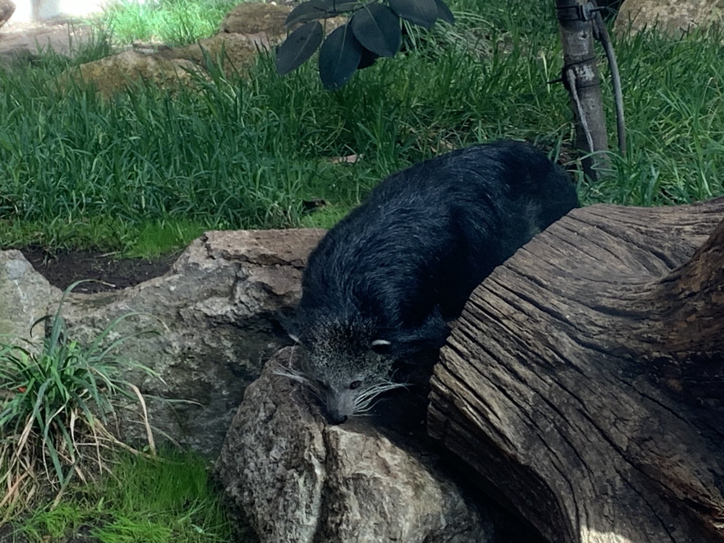 Binturongs