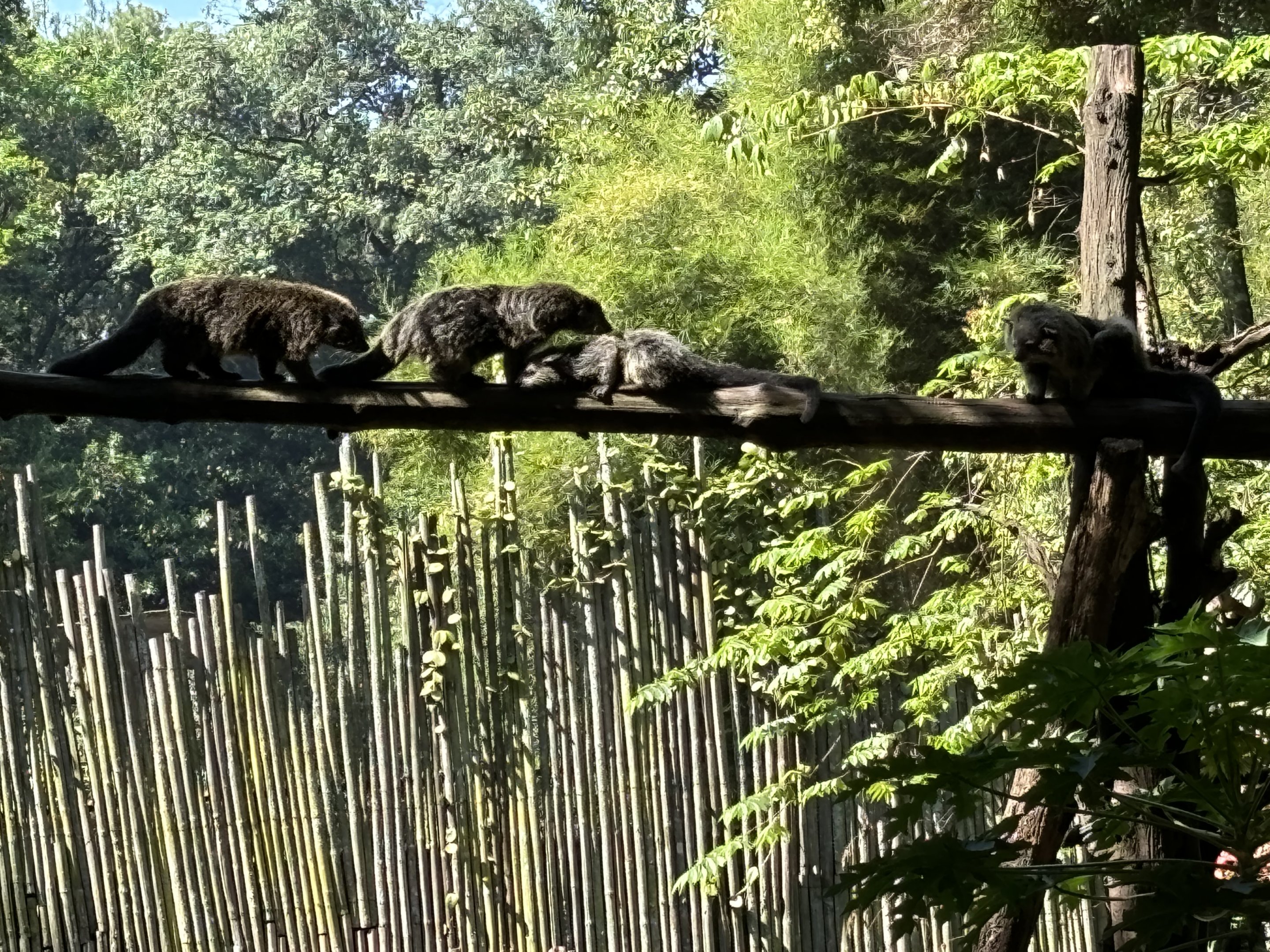 Binturongs