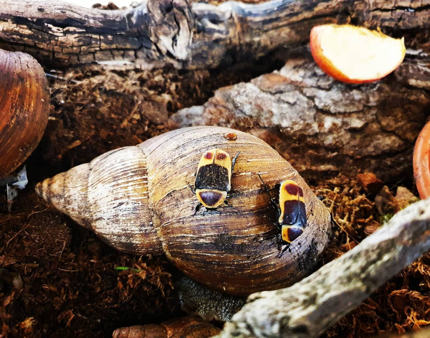 Bioactive setup with Sun beetles and African giant snails