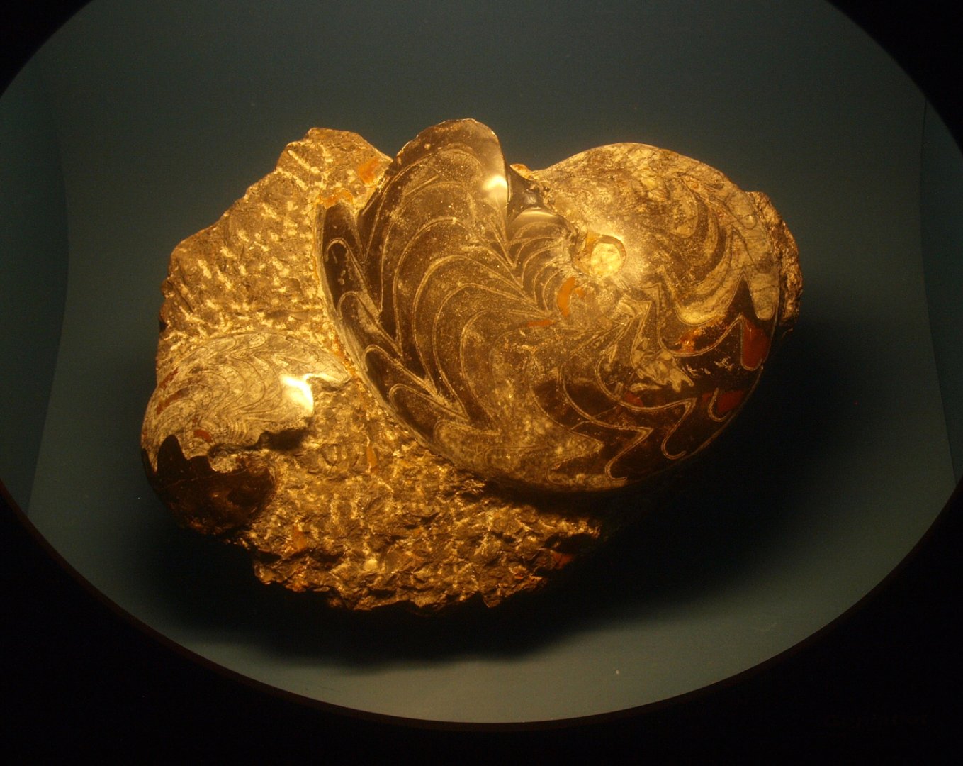Biochron - Ammonite fossil, 2015-07-19