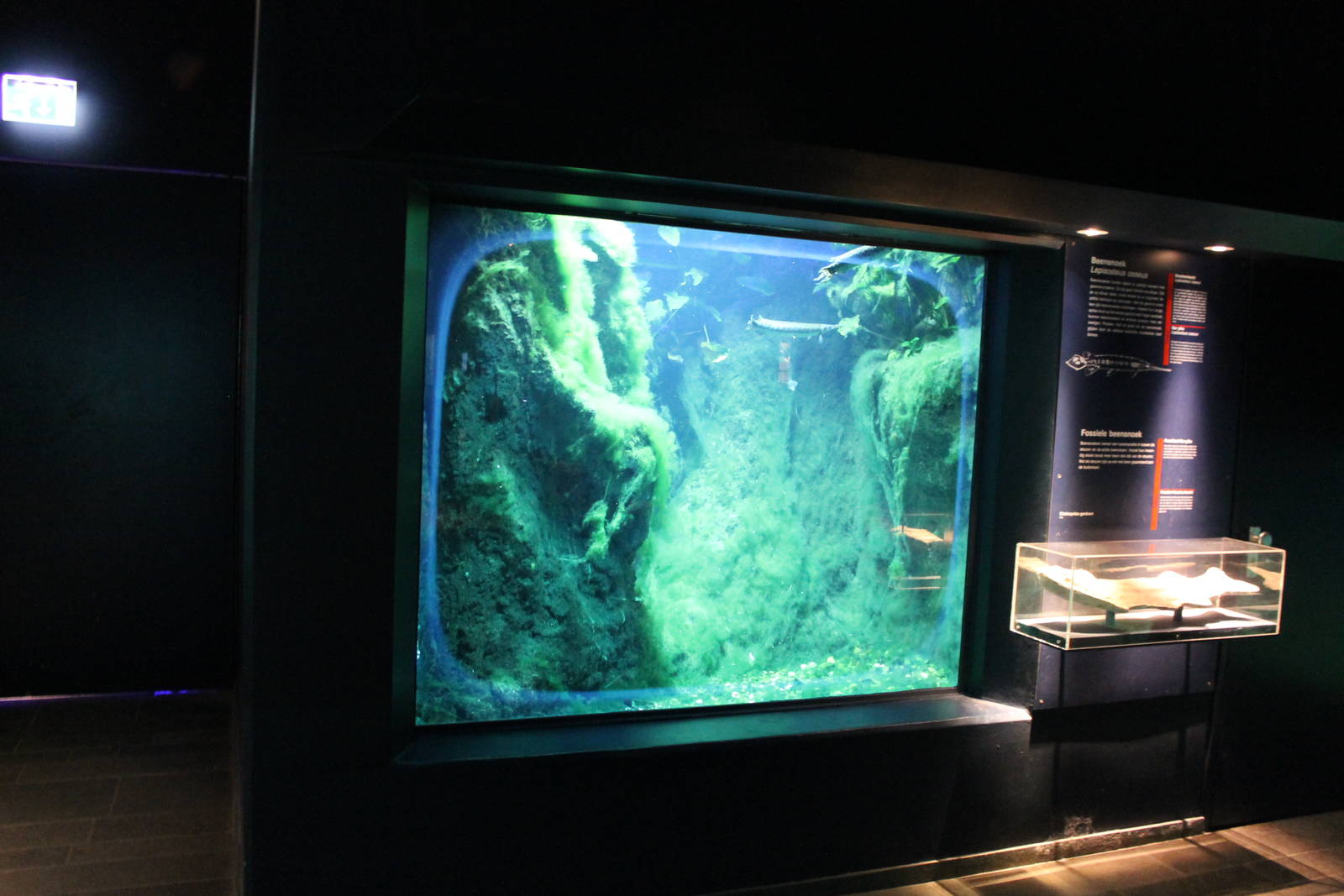 Biochron - Aquarium for spotted gars