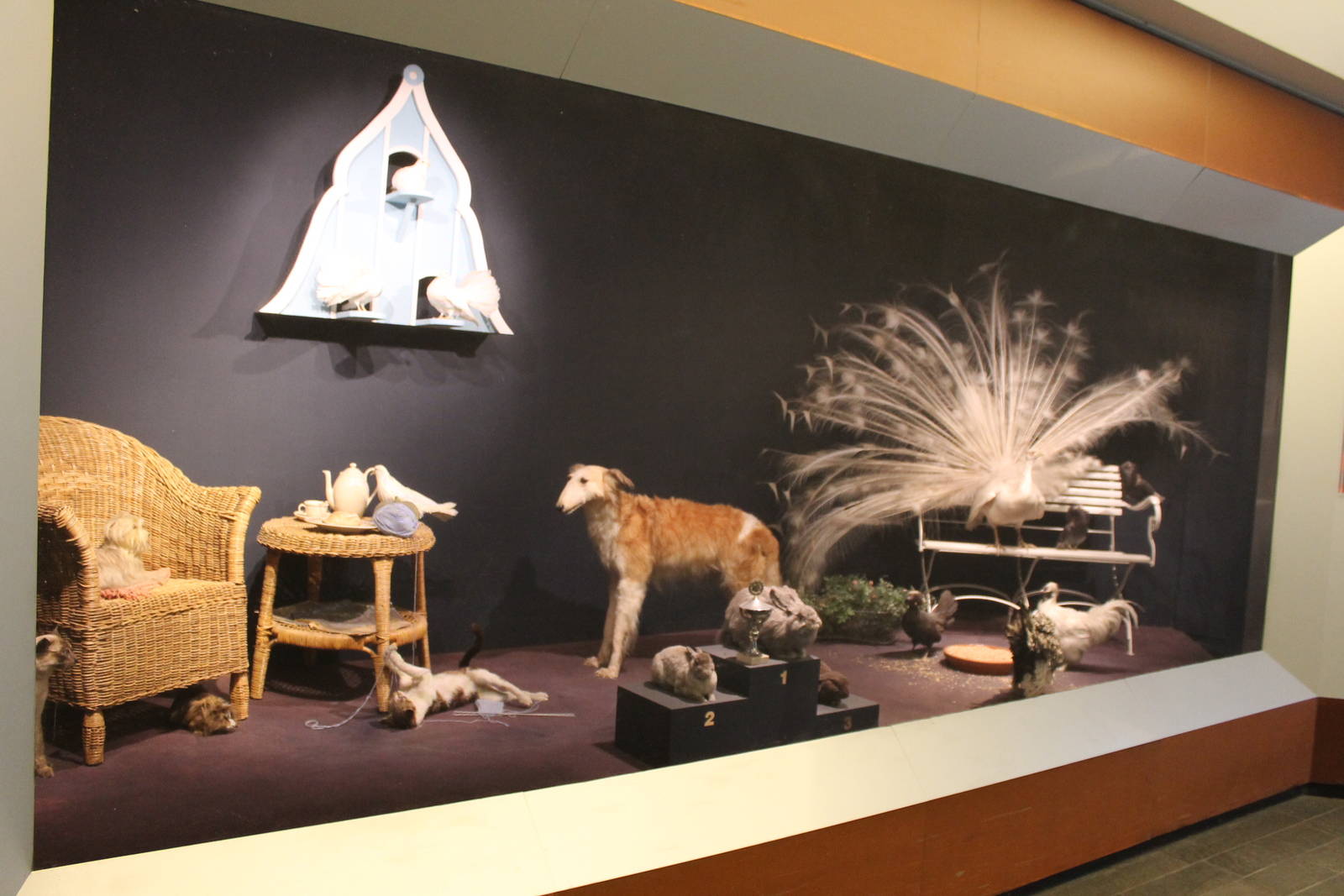 Biochron - Breeds display