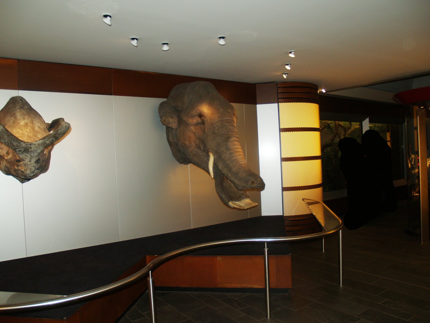Biochron - Brontotherium and Amebelodon head models, 2008-03-01