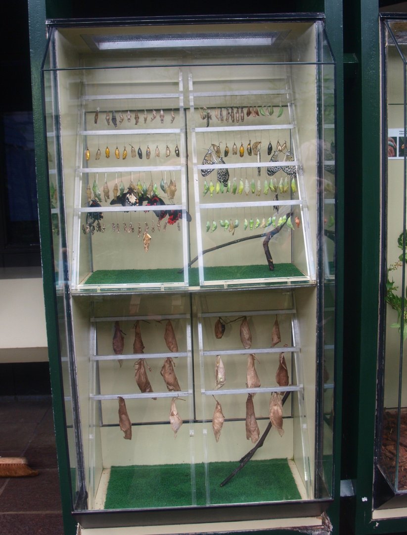 Biochron - Butterfly hatching cabinet, 2015-07-19