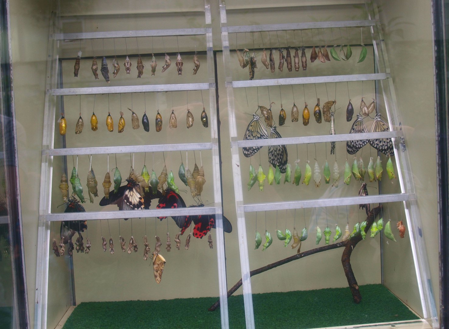 Biochron - Butterfly hatching cabinet, 2015-07-19