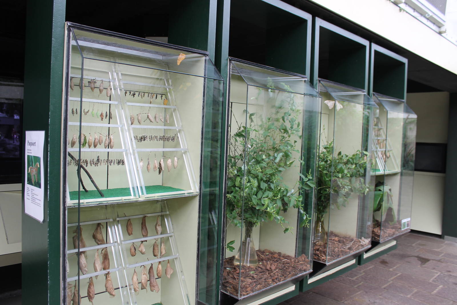 Biochron - Caterpillar and pupa display